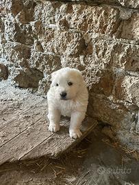 Cucciole di cane pastore maremmano abruzzese