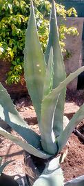 Pianta Agave