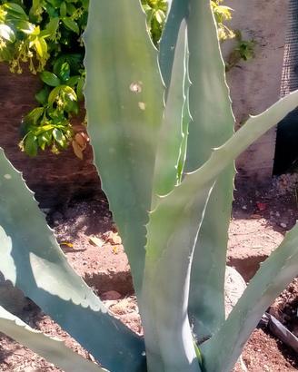 Pianta Agave