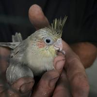 Pappagalli