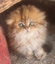 Gattina scottish fold