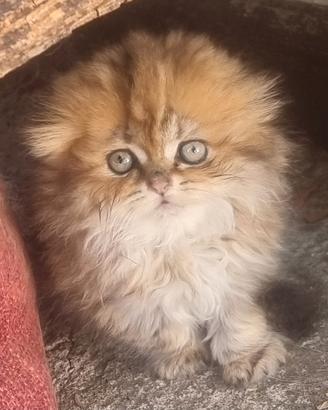 Gattina scottish fold
