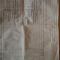 Setter inglese femmina della cesinola