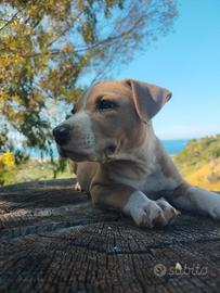 Cuccioli di Pitbull