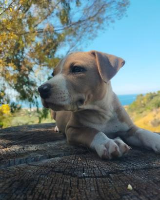 Cuccioli di Pitbull
