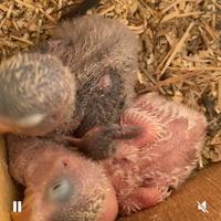 Pappagalli inseparabili pulli Fischer