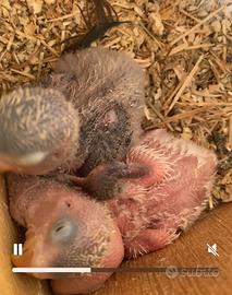 Pappagalli inseparabili pulli Fischer