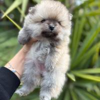 Cucciolo di spitz tedesco nano