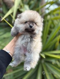 Cucciolo di spitz tedesco nano