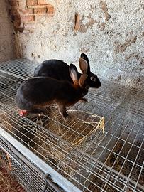 Animali