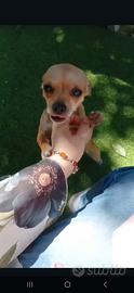 Chihuahua maschio e femmina