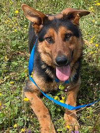 Kentucky compatibile con cani e gatti