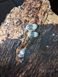 Cubaris spec. "Panda King"