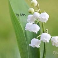 Badante per anziani - Italiana con esperienza