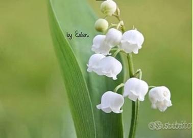 Badante per anziani - Italiana con esperienza