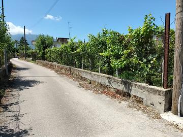 Terreno agricolo con Vigneto in piena produzione