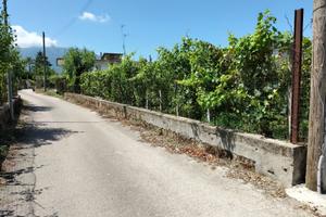 Terreno agricolo con Vigneto in piena produzione