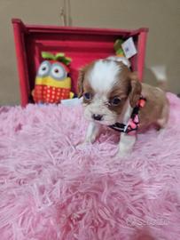Cavalier king