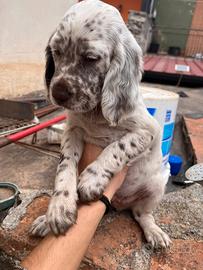 Cuccioli setter inglese