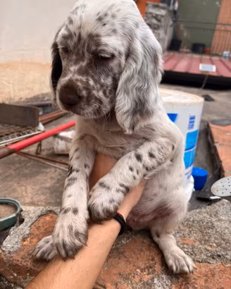 Cuccioli setter inglese