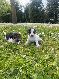 Cuccioli di jack russel