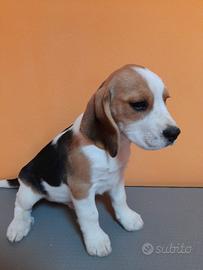 Beagle femmina