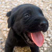 Labrador