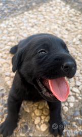 Labrador