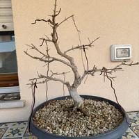 Bonsai Melograno