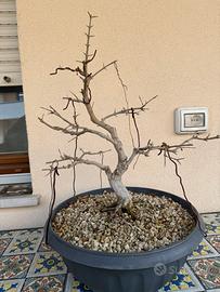 Bonsai Melograno