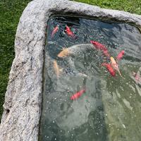 Carpa Koi