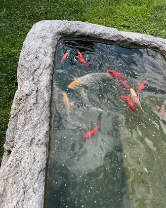 Carpa Koi