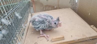 Pappagalli pulli calopsite