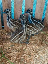 Emu Beby