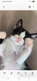 Gattini