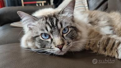 RAGDOLL riproduttore FIAF - morfologia ECCELLENTE