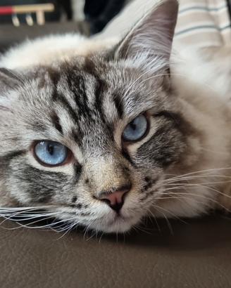 RAGDOLL riproduttore FIAF - morfologia ECCELLENTE