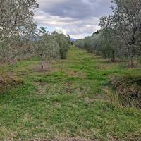Terreno agricolo di 2500 mq con 85 Olivi
