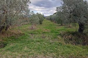 Terreno agricolo di 2500 mq con 85 Olivi
