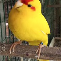 Kakariki fronte rossa