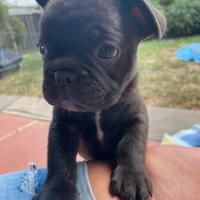 Bulldog