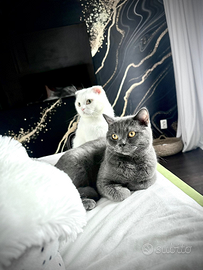 Cucciolo British scotish