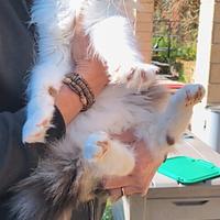 Splendida Maine coon