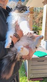 Splendida Maine coon