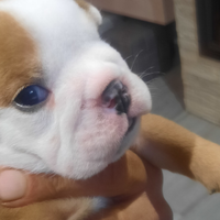 Bulldog inglese