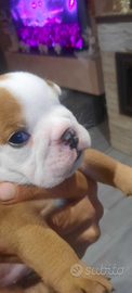 Bulldog inglese