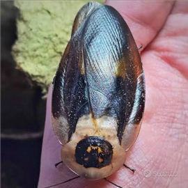 Blatte ornamentali