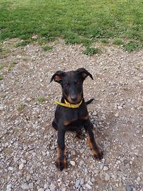 Beauceron