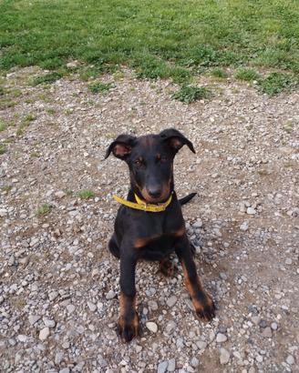 Beauceron