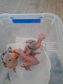Parrocchetti dal collare